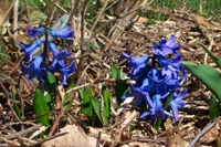 KottmarsdorfHausFruehlingsBlueher0103