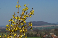 KottmarsdorfHausFruehlingsBlueher0303